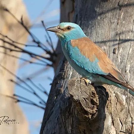 L'oiseau Bleu Peacock Oda ve Kahvaltı 4*