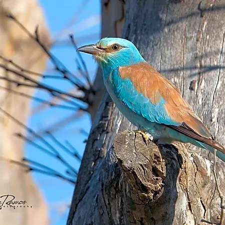 L'oiseau Bleu Peacock 4* Roubia